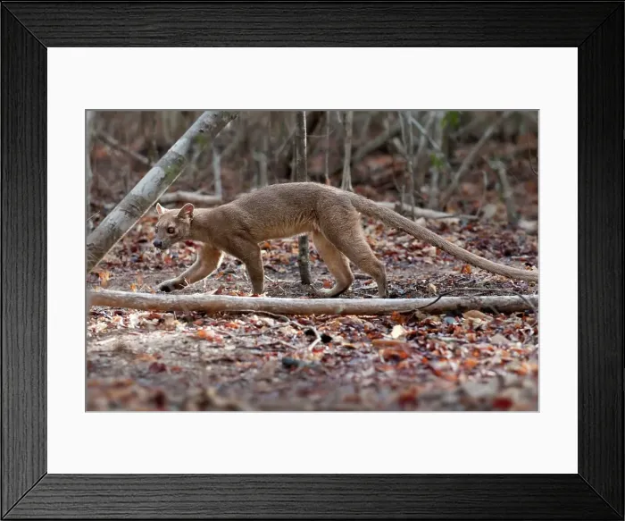 Framed Print : Adult female fossa (Crytoprocta ferox) on deciduous forest floor Framed Print : Adult female fossa (Crytoprocta ferox) on deciduous forest floor