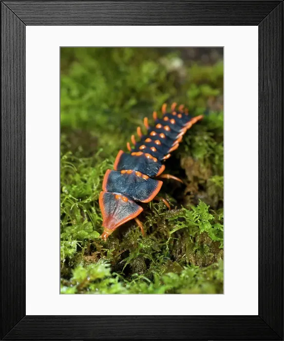 Framed Print : Larva of Trilobite Beetle (Duliticola paradoxa) foraging over moss-Covered log Framed Print : Larva of Trilobite Beetle (Duliticola paradoxa) foraging over moss-Covered log