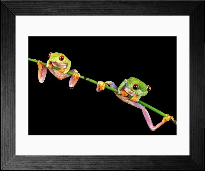 Framed Print : Male and female Red-Eyed Tree frogs (Agalychnis callidryas) isolated on black background