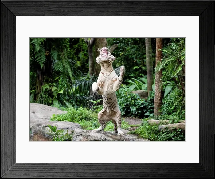 Framed Print : Male White tiger (Panthera tigris tigris) catching food Framed Print : Male White tiger (Panthera tigris tigris) catching food