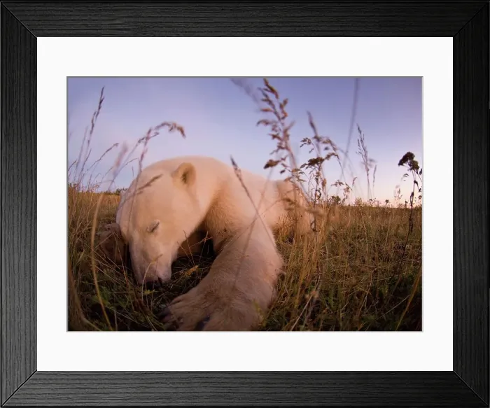 Framed Print : Polar bear (Ursus maritimus) sleeping in tundra vegetation Framed Print : Polar bear (Ursus maritimus) sleeping in tundra vegetation