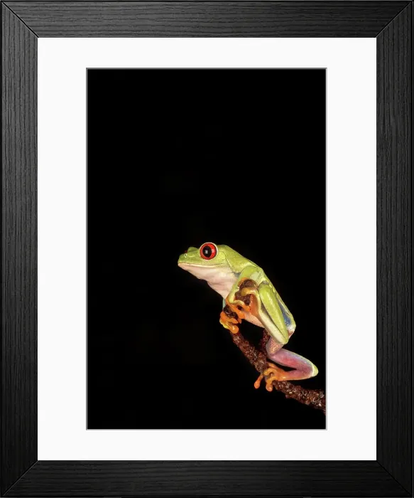 Framed Print : Female Red-Eyed Tree frog (Agalychnis callidryas) isolated on black background Framed Print : Female Red-Eyed Tree frog (Agalychnis callidryas) isolated on black background