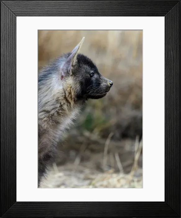 Framed Print : Brown hyena (Hyaena brunnea) cub Framed Print : Brown hyena (Hyaena brunnea) cub