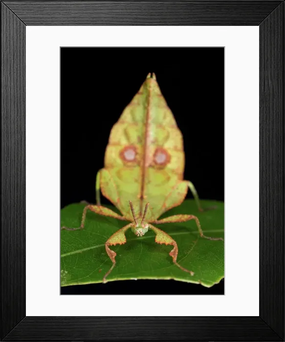 Framed Print : Close-up of a female Leaf insect (Phyllium sp) Framed Print : Close-up of a female Leaf insect (Phyllium sp)