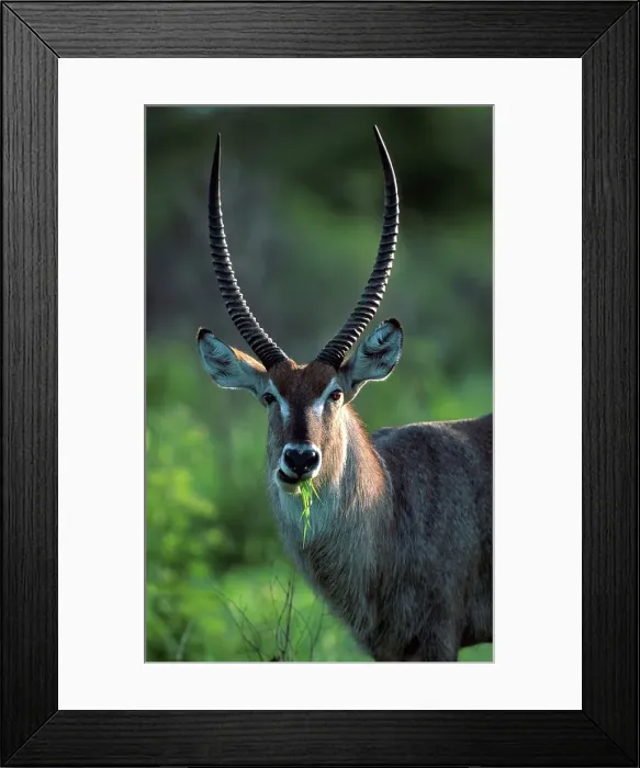 Framed Print : Waterbuck chewing grass. MalaMala Game Reserve Framed Print : Waterbuck chewing grass. MalaMala Game Reserve
