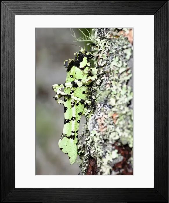 Framed Print : Close-up of a Lichen-mimic Bush cricket Framed Print : Close-up of a Lichen-mimic Bush cricket