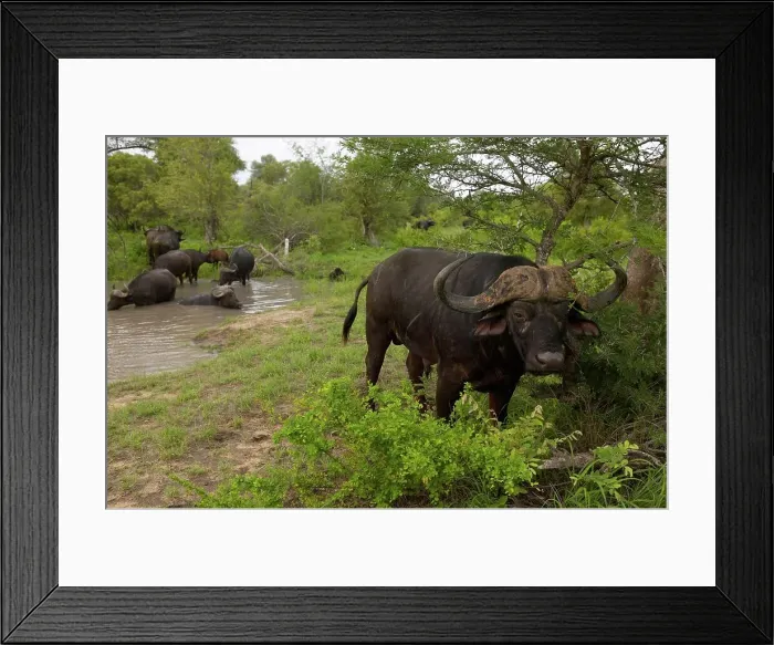 Framed Print : Buffalo (Synceros caffer). MalaMala Game Reserve Framed Print : Buffalo (Synceros caffer). MalaMala Game Reserve
