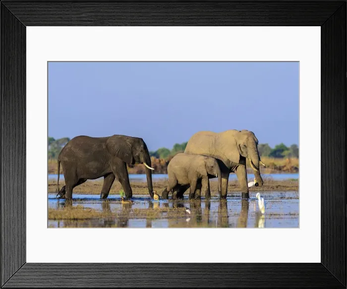Framed Print : African bush elephant or African savanna elephant (Loxodonta africana) Framed Print : African bush elephant or African savanna elephant (Loxodonta africana)