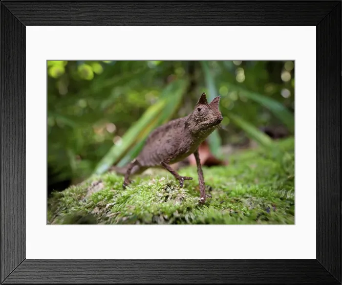 Framed Print : Stump-Tailed chameleon (Brookesia superciliaris) on the forest floor Framed Print : Stump-Tailed chameleon (Brookesia superciliaris) on the forest floor