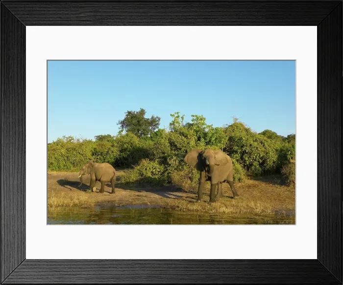 Framed Print : Elephants (Loxodonta Africana) drinking in Chobe River Framed Print : Elephants (Loxodonta Africana) drinking in Chobe River