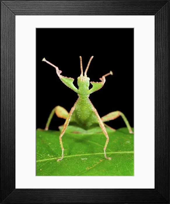 Framed Print : Female Leaf insect (Phyllium sp.) in defensive posture, Mt Kinabalu, Sabah State, Island of Borneo, Malaysia