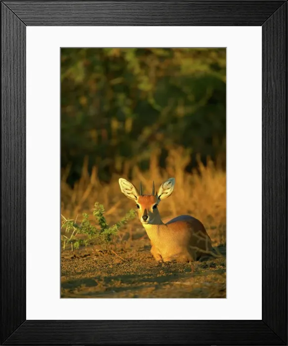 Framed Print : Steenbok (Raphicerus campestris) lying in veld