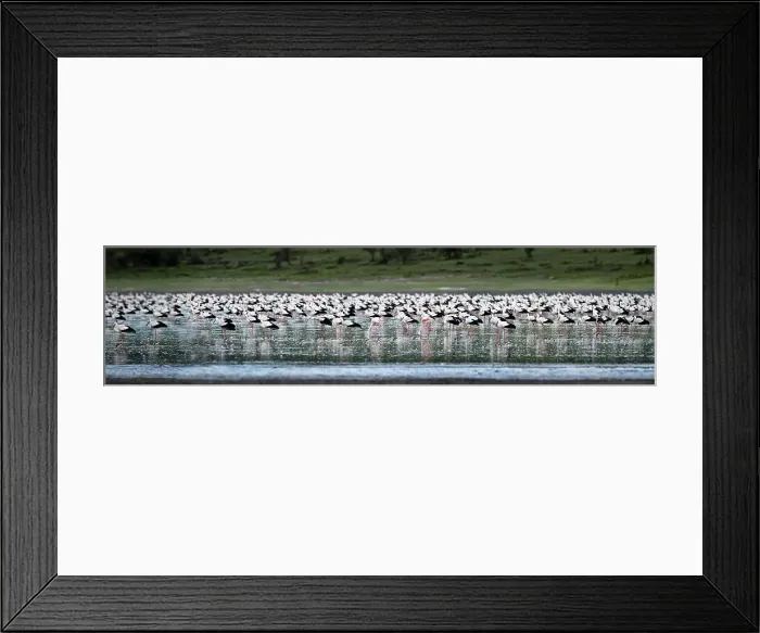 Framed Print : Massive aggregation of White Storks (Ciconia ciconia) at dusk Framed Print : Massive aggregation of White Storks (Ciconia ciconia) at dusk