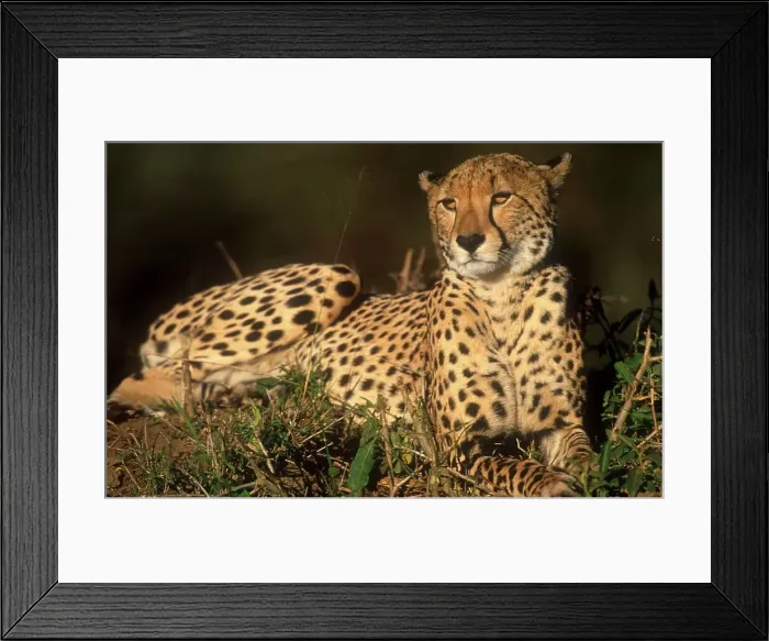 Framed Print : Cheetah Portrait. Phinda Game reserve Framed Print : Cheetah Portrait. Phinda Game reserve