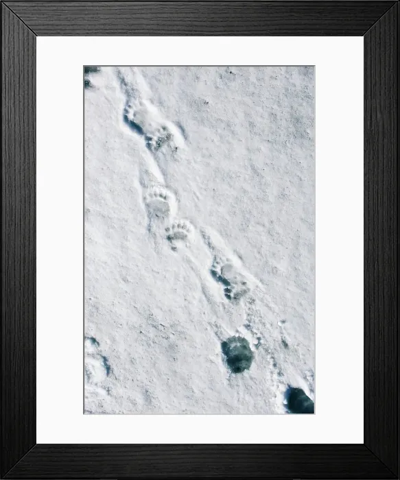 Framed Print : Footprints of male Polar bear (Ursus maritimus) on ice flows at Hornsund Framed Print : Footprints of male Polar bear (Ursus maritimus) on ice flows at Hornsund