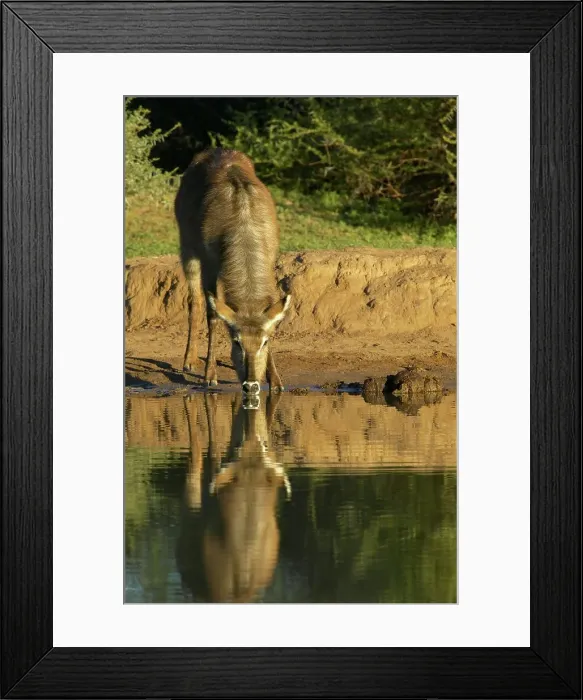 Framed Print : Waterbuck (Kobus ellipisiprymnus) drinking at waterhole Framed Print : Waterbuck (Kobus ellipisiprymnus) drinking at waterhole