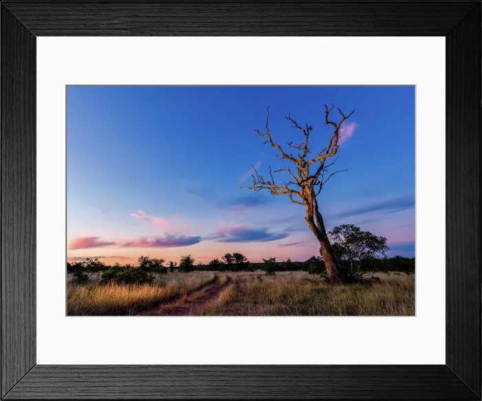 Framed Print : Sunset scene close to where the first white lions we seen by Chris McBride in 1975