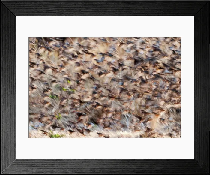 Framed Print : Flock of Red-Billed quelea (Quelea quelea) Framed Print : Flock of Red-Billed quelea (Quelea quelea)