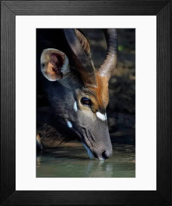 Framed Print : Nyala Bull drinking. Mkuze Game reserve Framed Print : Nyala Bull drinking. Mkuze Game reserve