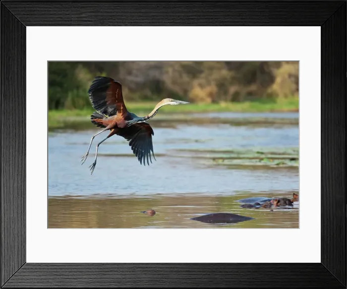 Framed Print : Goliath Heron (Ardea goliath). Lake Panic Framed Print : Goliath Heron (Ardea goliath). Lake Panic