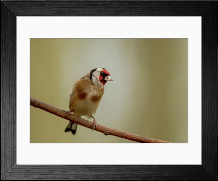 Framed Print : Close-up of an European Goldfinch (Carduelis carduelis) Framed Print : Close-up of an European Goldfinch (Carduelis carduelis)