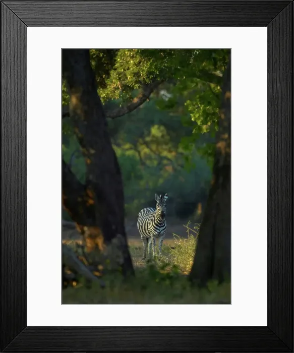 Framed Print : Burchell's Zebra (Equus burchelli) in Veld