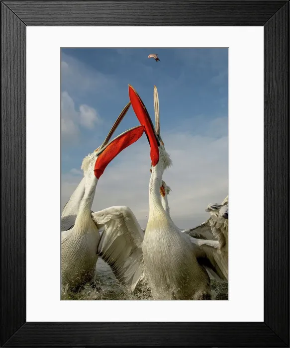 Framed Print : Dalmatian Pelican (Pelecanus crispus) Feeding frenzy Framed Print : Dalmatian Pelican (Pelecanus crispus) Feeding frenzy