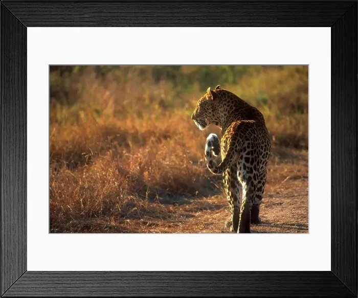 Framed Print : Leopard looking for prey. MalaMala Game Reserve