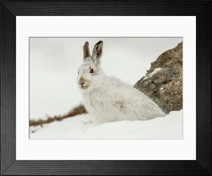 Framed Print : Mountain Hare (Lepus timidus) in snow
