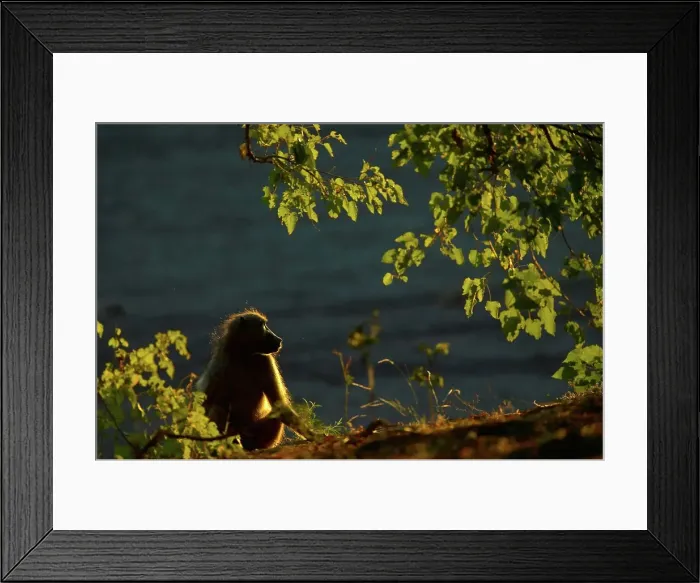 Framed Print : Chacma Baboon (Papio cynocephalus) Framed Print : Chacma Baboon (Papio cynocephalus)