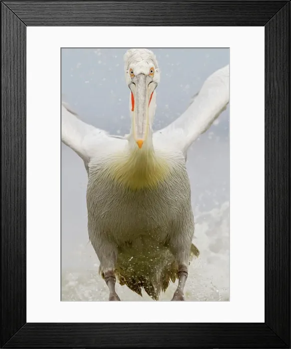 Framed Print : Dalmatian Pelican (Pelecanus crispus) breeding colors Framed Print : Dalmatian Pelican (Pelecanus crispus) breeding colors