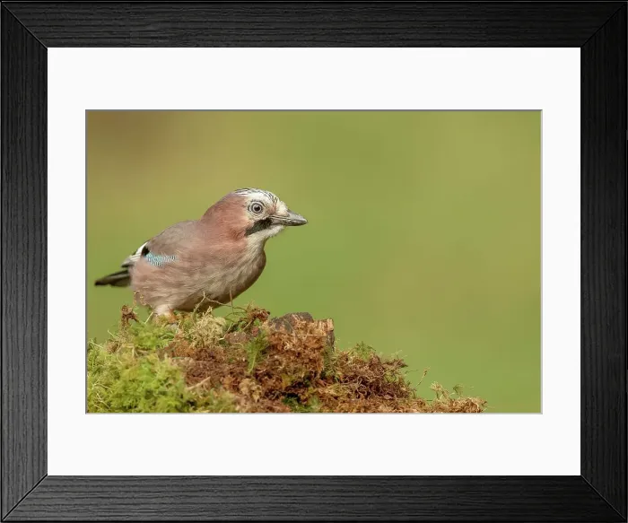 Framed Print : Close-up of an Eurasian Jay (Garrulus glandarius) Framed Print : Close-up of an Eurasian Jay (Garrulus glandarius)