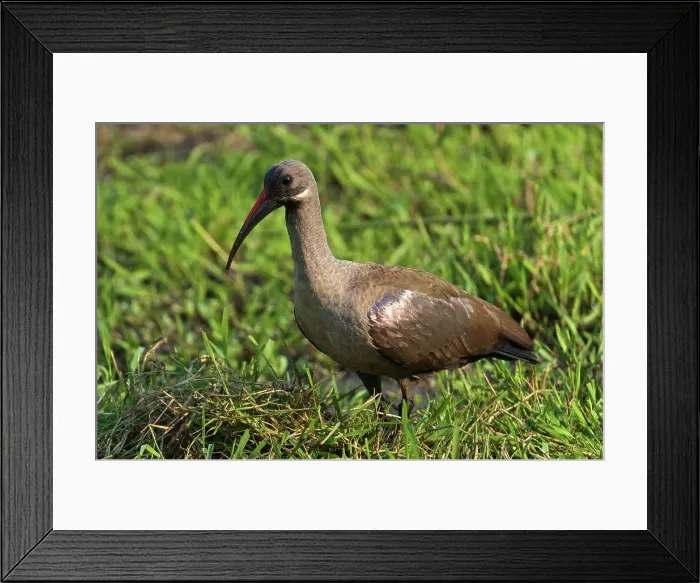 Framed Print : Hadada or Hadeda Ibis (Bostrychia hagedash) Framed Print : Hadada or Hadeda Ibis (Bostrychia hagedash)