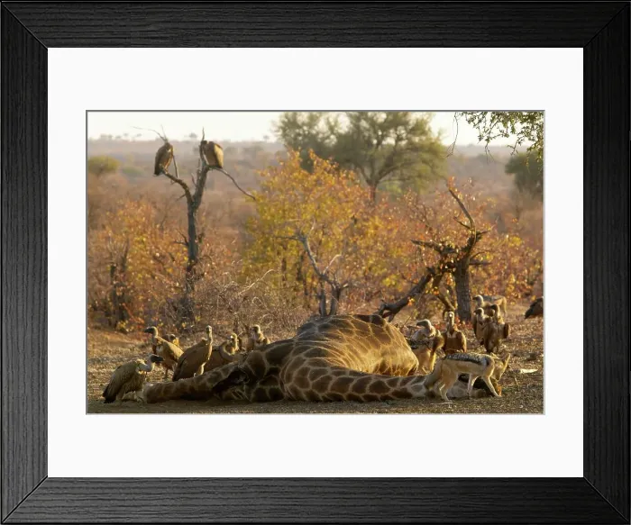 Framed Print : Blackbacked Jackal (Canis mesomelas) feeding on a Giraffe (Giraffa camelopardis) Framed Print : Blackbacked Jackal (Canis mesomelas) feeding on a Giraffe (Giraffa camelopardis)