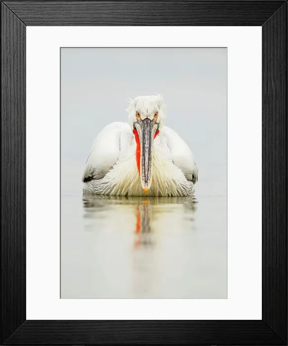 Framed Print : Dalmatian Pelican (Pelecanus crispus) breeding colors Framed Print : Dalmatian Pelican (Pelecanus crispus) breeding colors