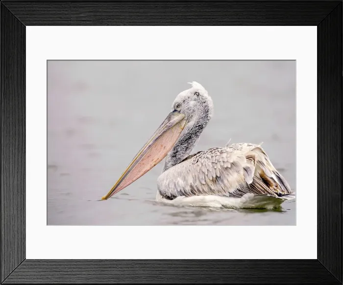 Framed Print : Juvenile Dalmatian Pelican (Pelecanus crispus) in a lake Framed Print : Juvenile Dalmatian Pelican (Pelecanus crispus) in a lake