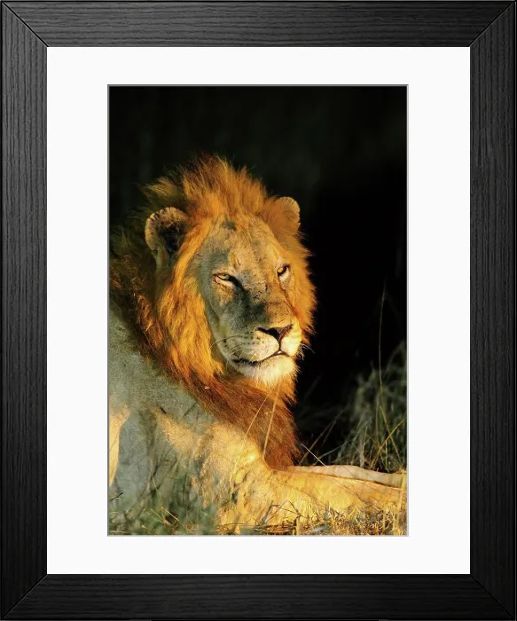 Framed Print : Lion (Panthera leo) in the veld at night. Timbavati Game Reserve. Limpopo Province. South Africa Framed Print : Lion (Panthera leo) in the veld at night. Timbavati Game Reserve. Limpopo Province. South Africa