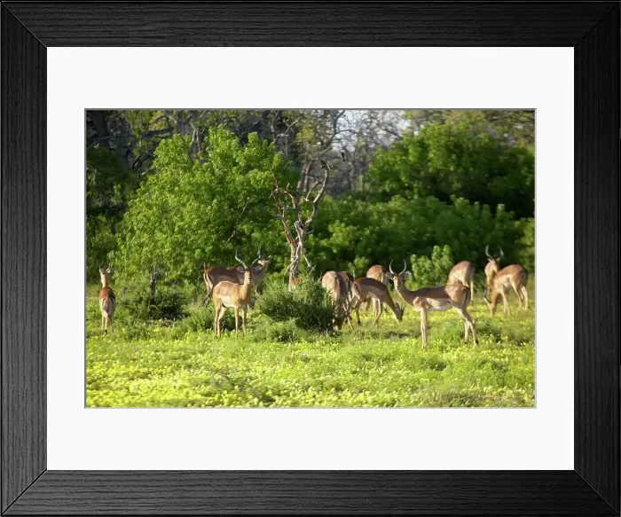 Framed Print : Impala (Aepyceros melampus melampus) herd in veld Framed Print : Impala (Aepyceros melampus melampus) herd in veld