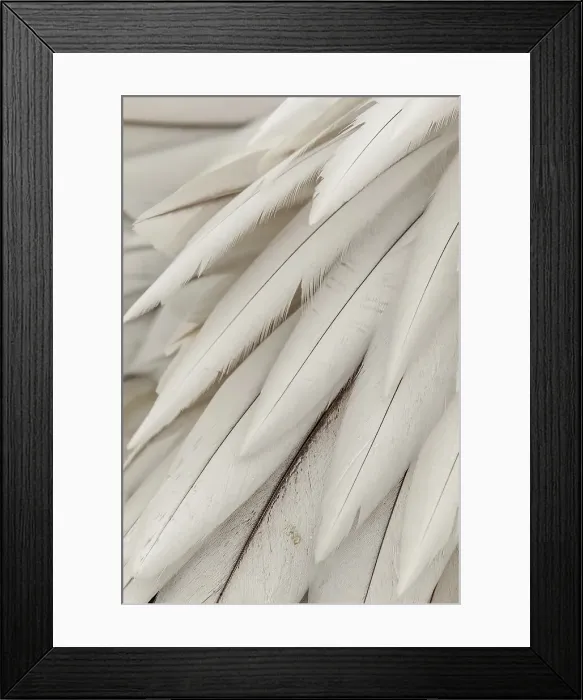 Framed Print : Close-up of Dalmatian Pelican (Pelecanus crispus) feathers Framed Print : Close-up of Dalmatian Pelican (Pelecanus crispus) feathers