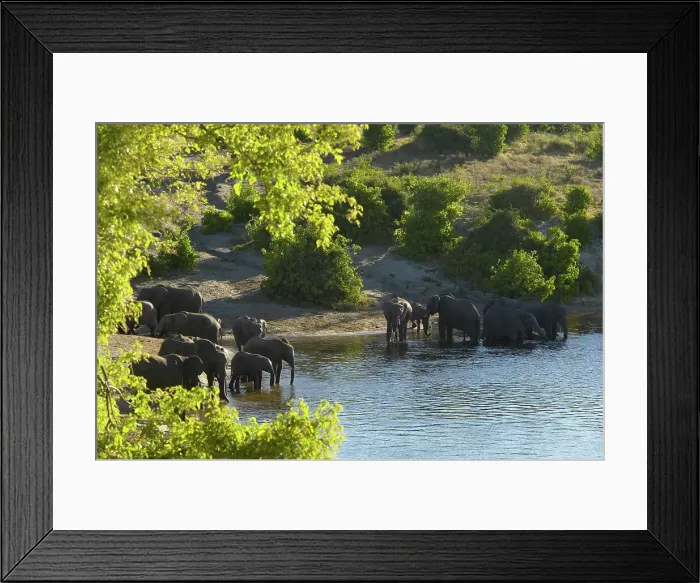 Framed Print : Elephants (Loxodonta Africana) drinking in Chobe River