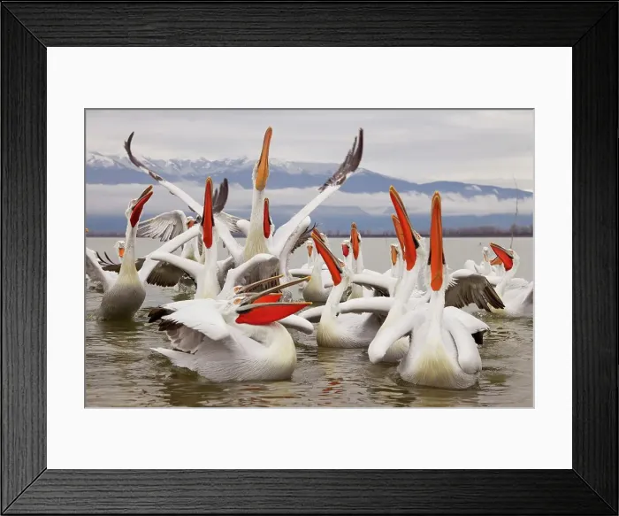 Framed Print : Dalmatian Pelican (Pelecanus crispus) in a lake Framed Print : Dalmatian Pelican (Pelecanus crispus) in a lake