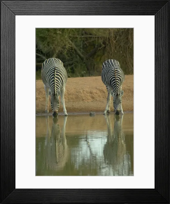 Framed Print : Burchell's Zebra (Equus burchelli) drinking at waterhole Framed Print : Burchell's Zebra (Equus burchelli) drinking at waterhole