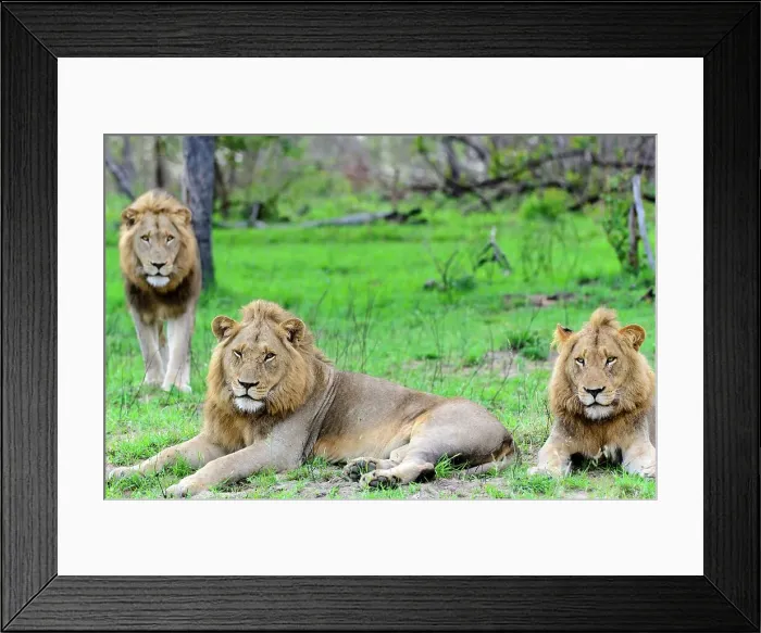 Framed Print : Lion (Panthera leo) forming a coalition of 4 animals showing 3 of them here Framed Print : Lion (Panthera leo) forming a coalition of 4 animals showing 3 of them here