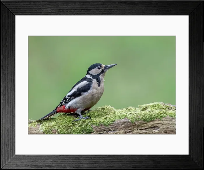 Framed Print : Great Spotted woodpecker (Dendrocopos major) perching on a tree trunk Framed Print : Great Spotted woodpecker (Dendrocopos major) perching on a tree trunk