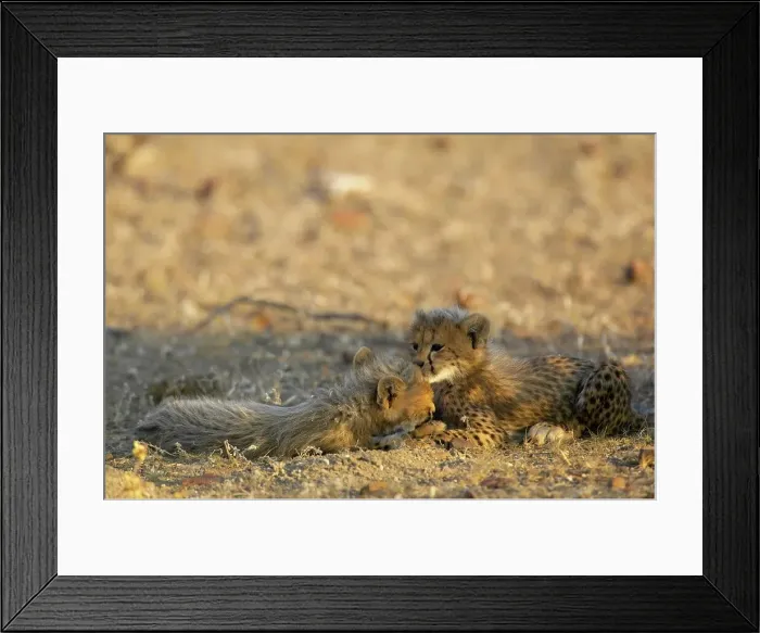 Framed Print : Cheetah (Acinonyx jubatus) cubs playing in the shade Framed Print : Cheetah (Acinonyx jubatus) cubs playing in the shade