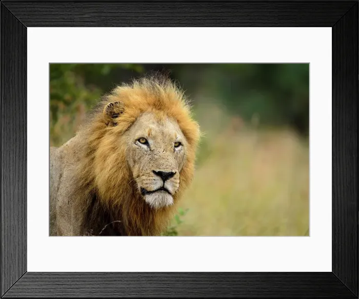 Framed Print : Lion (Panthera leo). Timbavati Game Reserve Framed Print : Lion (Panthera leo). Timbavati Game Reserve