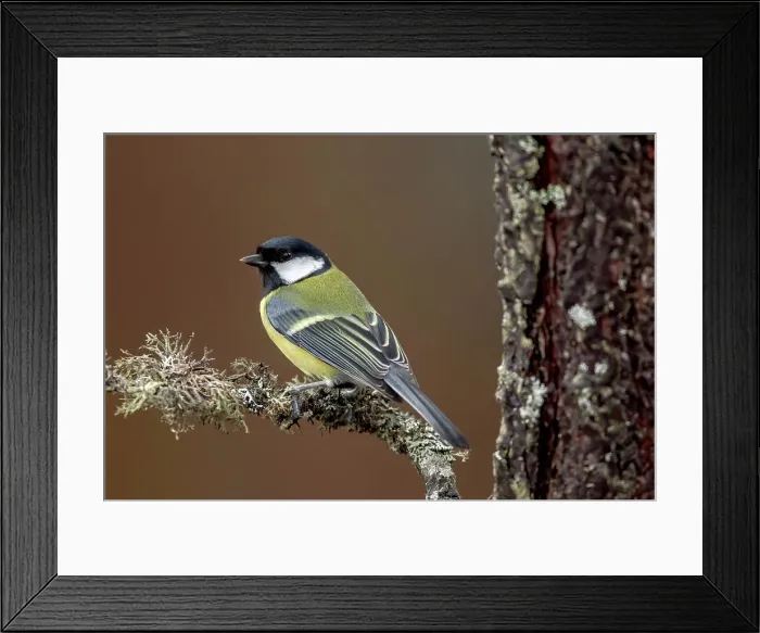 Framed Print : Great Tit (Parus major) perching on lichen covered branch Framed Print : Great Tit (Parus major) perching on lichen covered branch