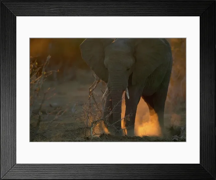 Framed Print : African Elephant (Loxodonta africana) digging in the sand Framed Print : African Elephant (Loxodonta africana) digging in the sand