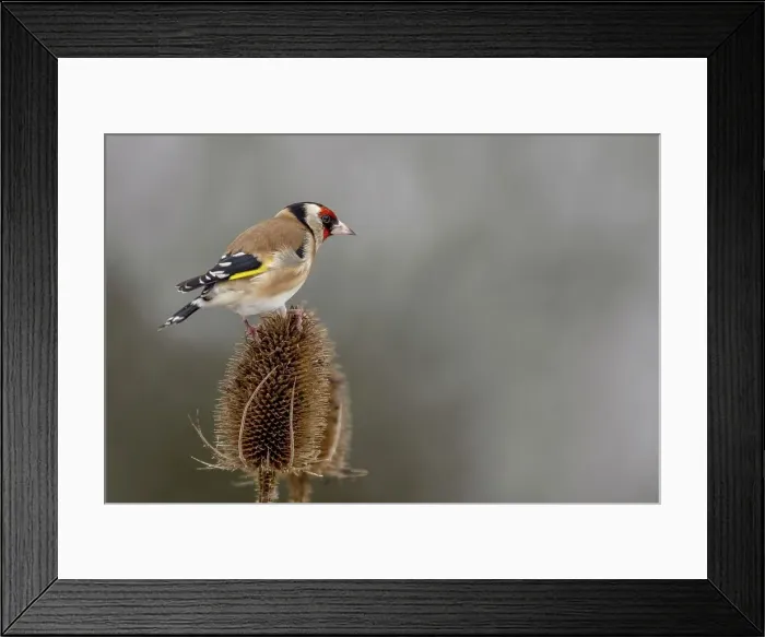 Framed Print : European Goldfinch (Carduelis carduelis) on a teasel Framed Print : European Goldfinch (Carduelis carduelis) on a teasel