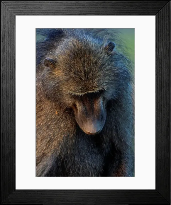 Framed Print : Chacma Baboon. Kruger National Park